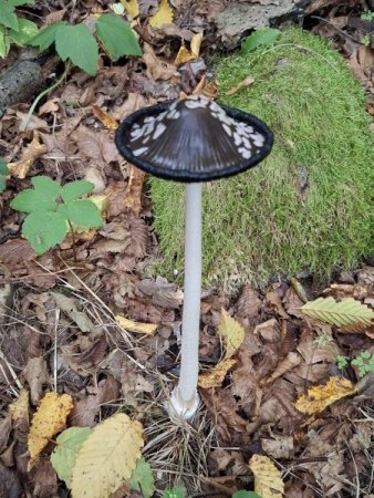 Bilder von Fauna und Flora