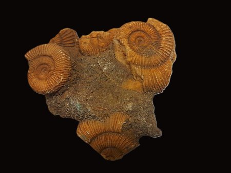 Trilobiten und Ammoniten