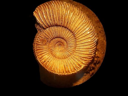 Trilobiten und Ammoniten