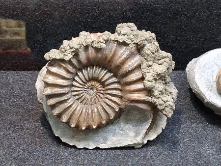 MineralienTage München/Riem