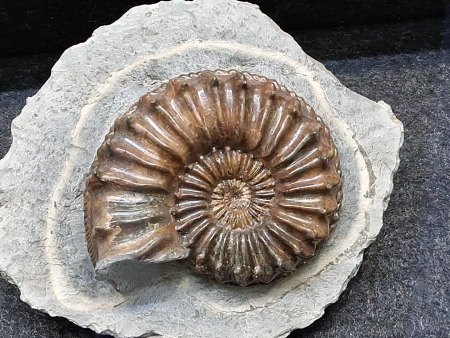 MineralienTage München/Riem