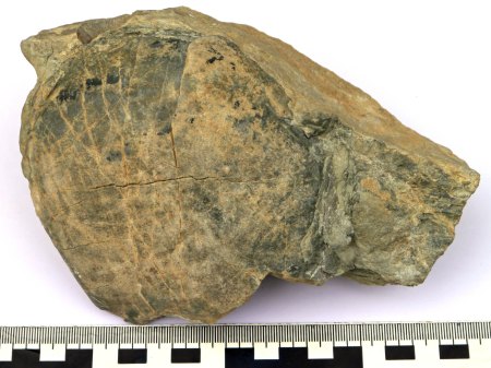 Artefakt oder Fossil?