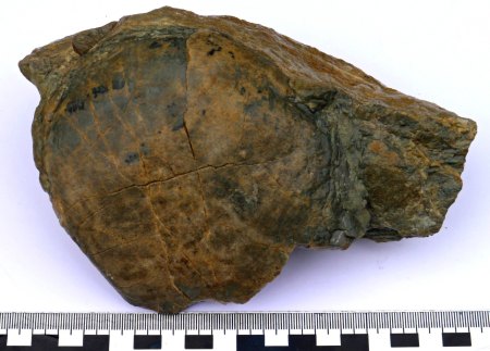 Artefakt oder Fossil?