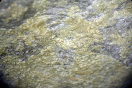 Artefakt oder Fossil?