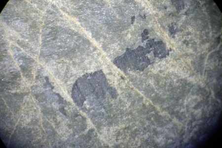 Artefakt oder Fossil?