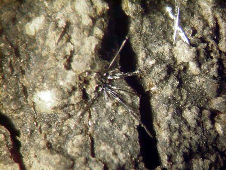 Mikromount-Auswahl aus Sammlung McSchuerf