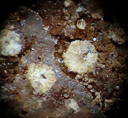 Mikromount-Auswahl aus Sammlung McSchuerf