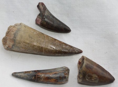 Krallen oder Zähne?