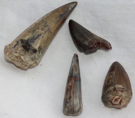 Krallen oder Zähne?