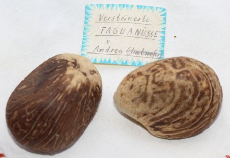 Fossil-Elfenbein-Nüsse