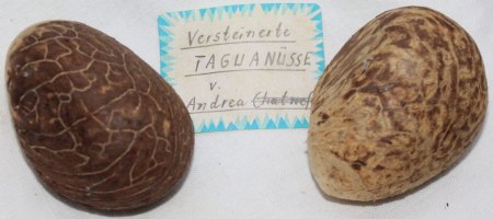 Fossil-Elfenbein-Nüsse