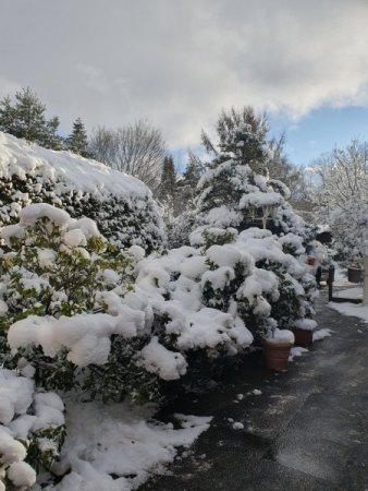Schneebedeckte Bäume und Büsche
