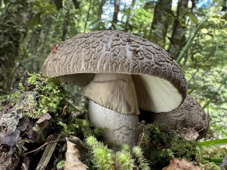 Bilder von Fauna und Flora