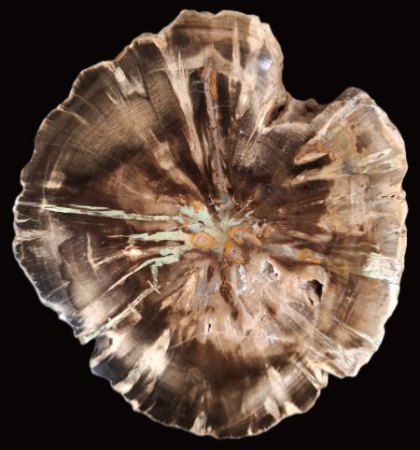 Ammoniten und versteinertes Holz