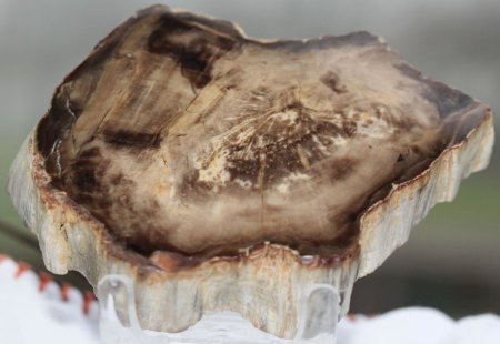 Ammoniten und versteinertes Holz