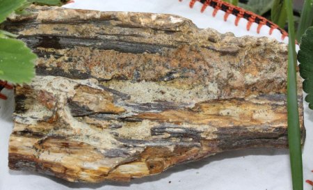 Ammoniten und versteinertes Holz