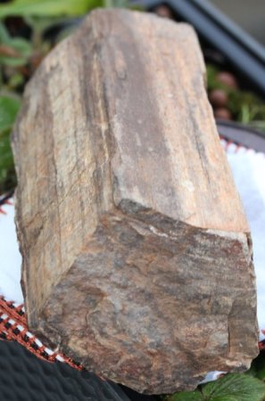 Ammoniten und versteinertes Holz