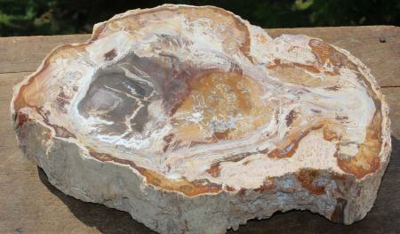 Ammoniten und versteinertes Holz