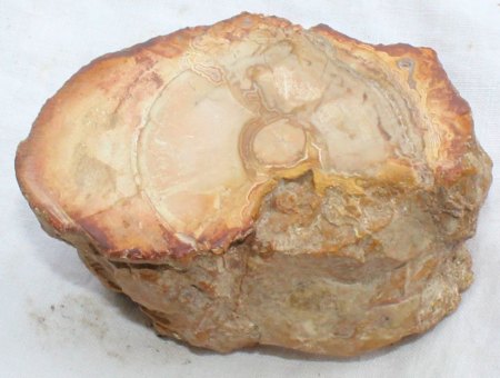 Ammoniten und versteinertes Holz