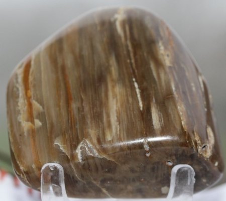 Ammoniten und versteinertes Holz