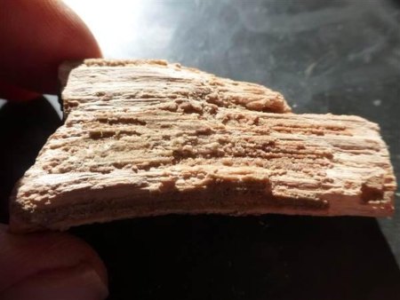 Ammoniten und versteinertes Holz