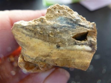 Ammoniten und versteinertes Holz