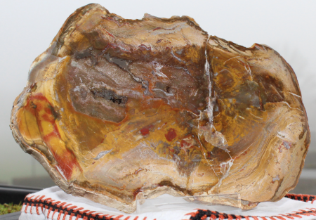 Ammoniten und versteinertes Holz