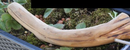 Ammoniten und versteinertes Holz