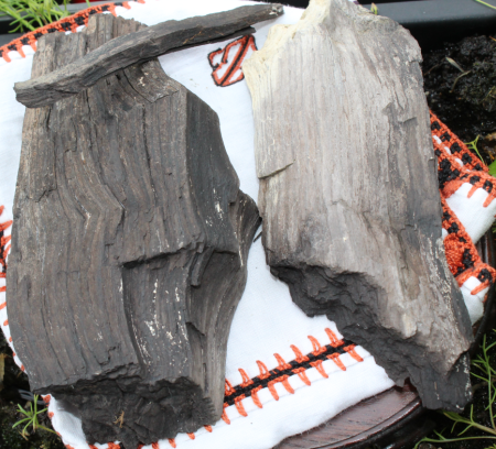 Ammoniten und versteinertes Holz