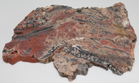 Ammoniten und versteinertes Holz