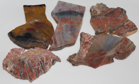 Ammoniten und versteinertes Holz