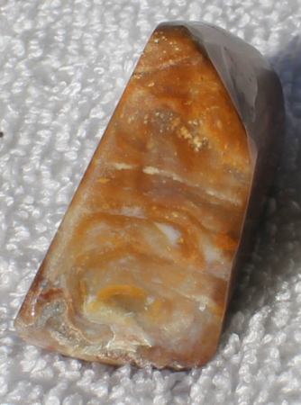 Ammoniten und versteinertes Holz