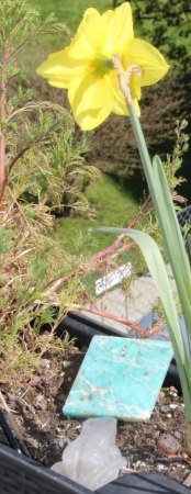 Binghamit und seine steinigen Mitbewohner