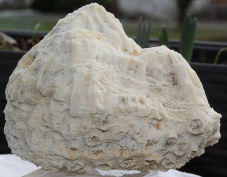 Binghamit und seine steinigen Mitbewohner