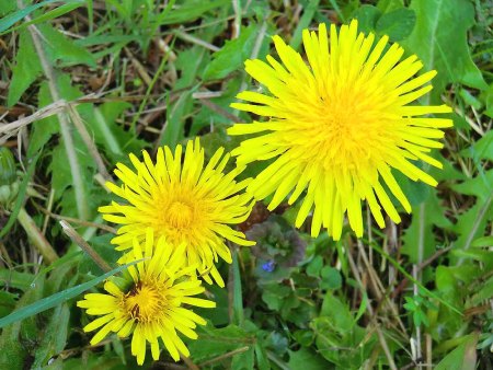Bilder von Fauna und Flora