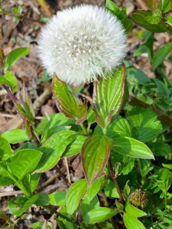 Bilder von Fauna und Flora