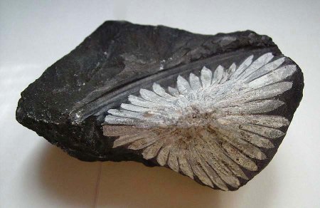 Mineralienkabinett McSchuerf