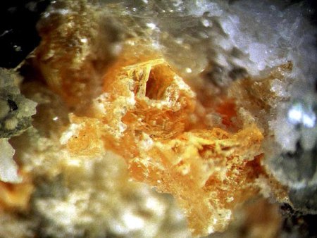 [ WIKI ] Polymorphie