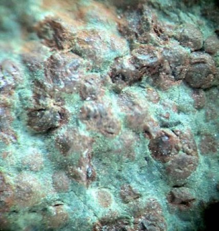 [ WIKI ] Polymorphie