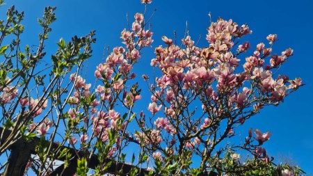 Magnolie auch schon fast 30 Jahre alt