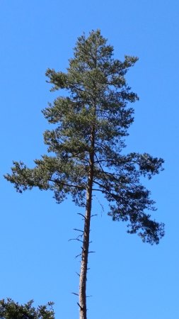 Baumbart lässt grüssen ....