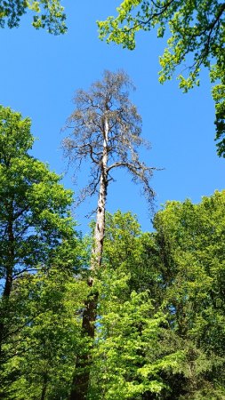 Baumbart lässt grüssen ....