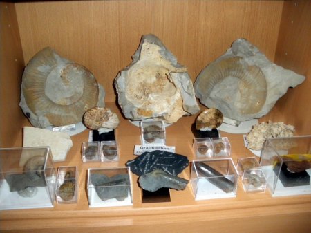 Kleine FossiliensammlungIMGP1277.JPG