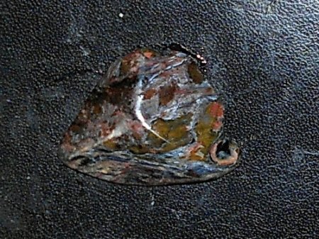RSCN5566.jpg