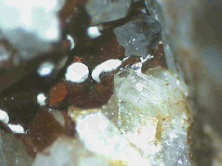 Rhabdophan E,T, Norbert Fuchs.jpg