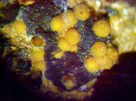 Cyrilovit Waldstein.JPG