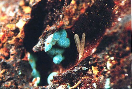 Rosasit xx_Quarz xx_Limonit_BB 4mm_Große Halde Kamariza_Lavrion_Attika_Griechenland_Eigenfund 0698_Peter.jpg
