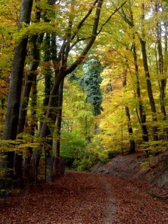 _Kocherfels_Königstein-Falkenstein_Herbstwald 8a_31.10.09_Peter.JPG