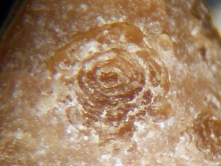 RSCN6712.jpg