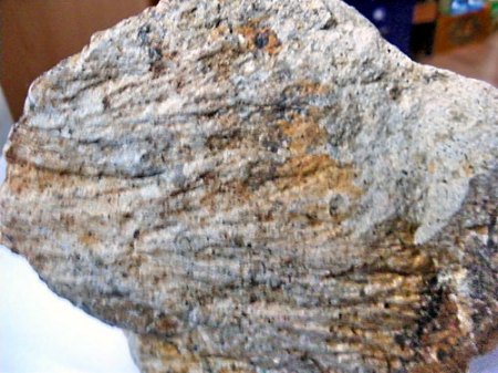 Shatter Cone Wengenhausen,RiesIMGP4614.jpg